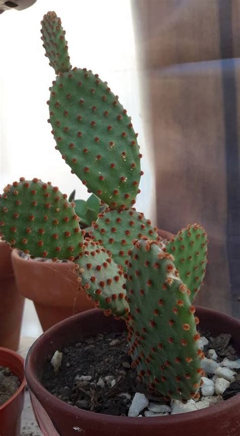 Opuntia Microdasys Var Rufida Cactus Plants