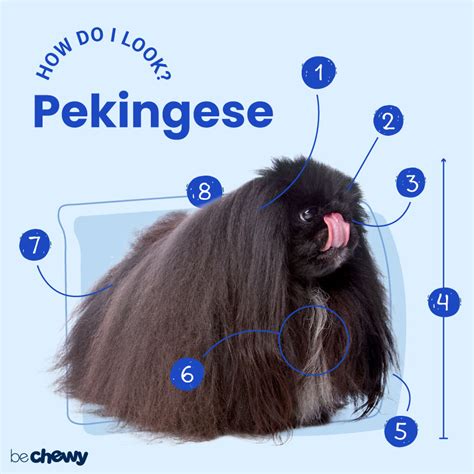 Pekingese Breed Characteristics Care And Photos