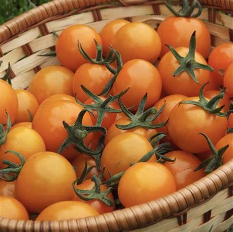 21 Of My Favorite Indeterminate Tomato Varieties In 2024 Backyard