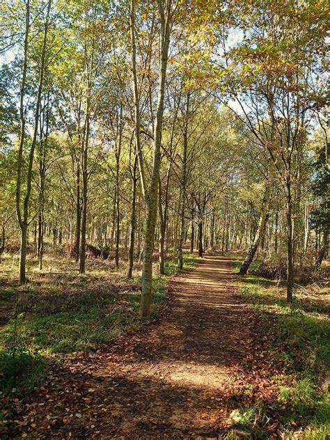 Londonthorpe Woods Lincolnshire November Th Paul Clark Flickr