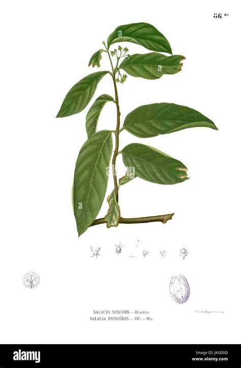 salacia prinoides blancob stock photo alamy