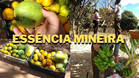 FARTURA NA NOSSA ROCINHA COLHEMOS FRUTAS E VERDURAS Fabi Ribeiro