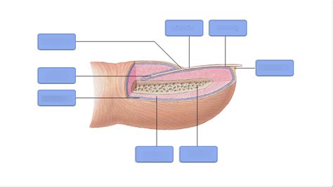 Structure Of A Nail Diagram Quizlet