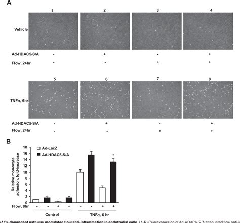 Figure 1 From Fluid Shear Stress Stimulates Phosphorylation Dependent