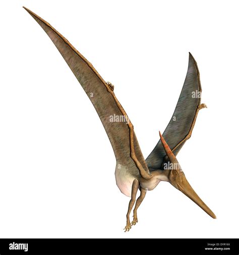 3d Digital Render Of A Prehistoric Flying Reptile Pteranodon Isolated