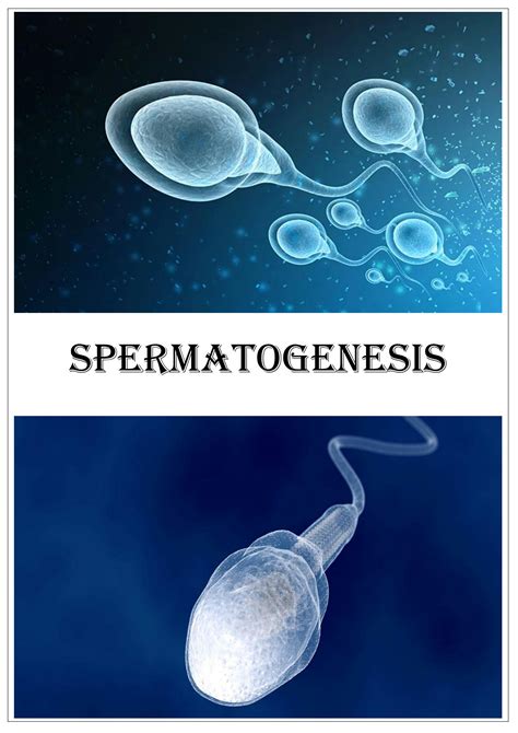 Solution Spermatogenesis Studypool