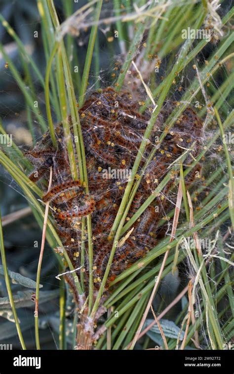 Pine Processionary Caterpillars Thaumetopoea Pityocampa Larvae