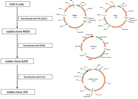 Overview of rhFIX cell line generation and maps of expression vectors ...