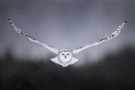 Wings White Owl Snowy Owl 1080P Flight Background Bird Snow Owl