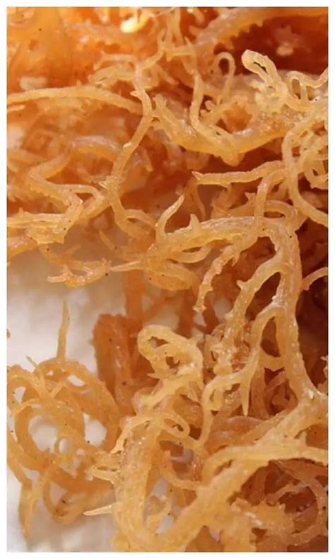 पोषण तत्वों के साथ औषधीय गुणों से भी है भरा हुआ आप भी जानें Sea Moss Benefits Newstrack