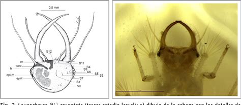 Pdf Morfolog A Larval Y Datos Biol Gicos De Leucochrysa Nodita