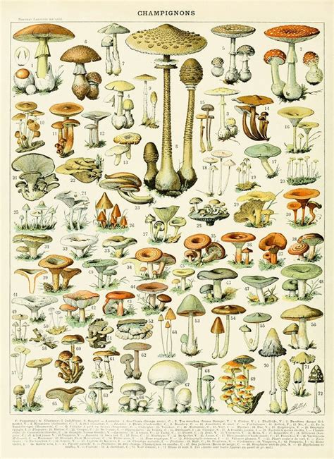 Mushroom Species Print Vintage Style Mushroom Illustration Adolphe