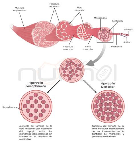 Bases De La Hipertrofia Muscular Parte 1 Nutmol