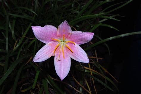 Rain Lilies: Plant Care and Collection of Varieties - Garden.org