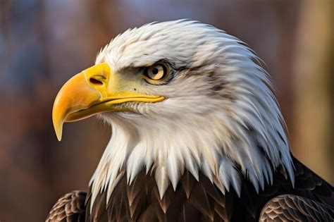 Premium Photo Majestic Bald Eagle Portrait Wildlife Photography