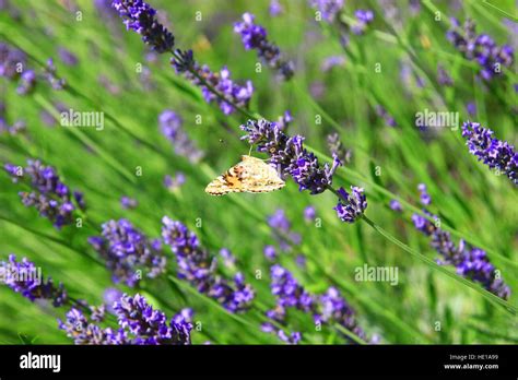 Beautiful lavender flowers with butterfly Stock Photo - Alamy