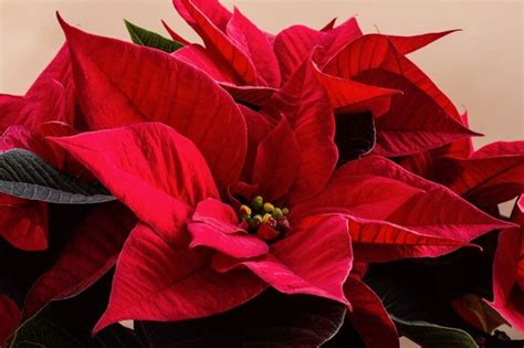 How do you take care of a potted poinsettia indoors? - Clean Air Gardening