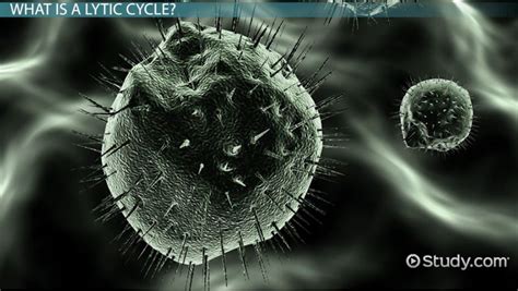 Lytic Cycle | Definition, Steps & Pathway - Lesson | Study.com