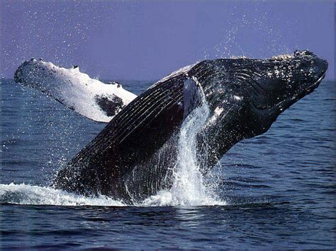 Humpback Whale Wallpapers Wallpaper Cave