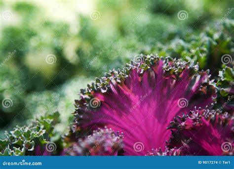 Purple Lettuce stock photo. Image of garden, farming, healthy - 9017274