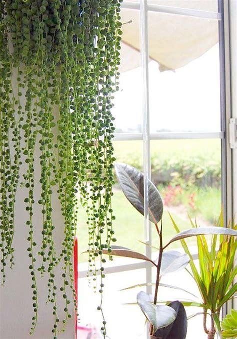 Best Hanging Indoor Plants - Gerden Style