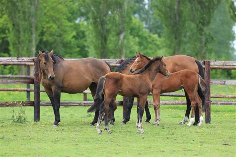 Le Haras Des Coudrettes Elevage