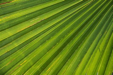 Palm Leaf James Palm Tree Close Up Beach Beautiful Beach Travel