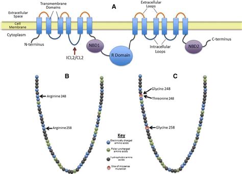 Cystic Fibrosis Transmembrane Conductance Regulator Protein A