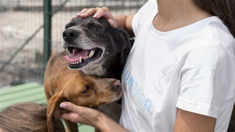 La Guía De La Protección Animal En Barquisimeto Que Debes Conocer