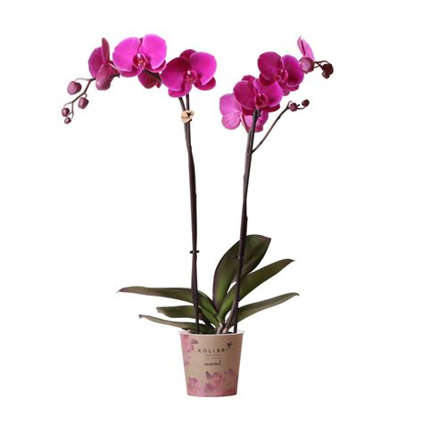 Laat Je Verrassen Door De Stralende Paarse Phalaenopsis Orchidee