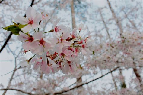 Cherry Blossom Close-up Photo · Free Stock Photo