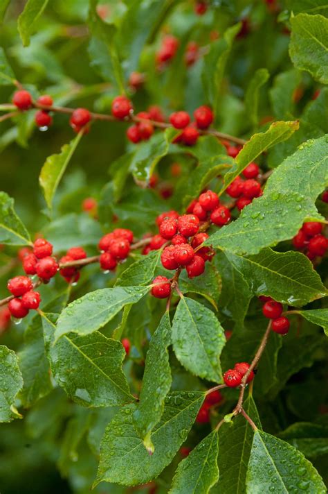 Wildfire Winterberry - Plant Library - Pahl's Market - Apple Valley, MN