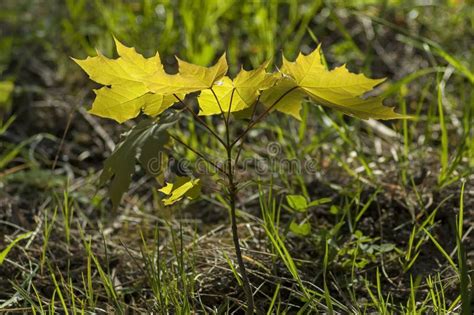 Árbol Joven Verde Del Arce O Del Pseudoplatanus Joven De Acer En El