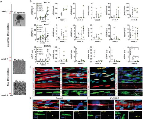 Characterization Of HiPSC Derived Myotubes A Time Course Of The