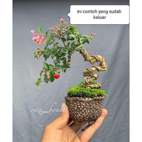 Jual Bahan Bonsai Sakura Micro Shopee Indonesia