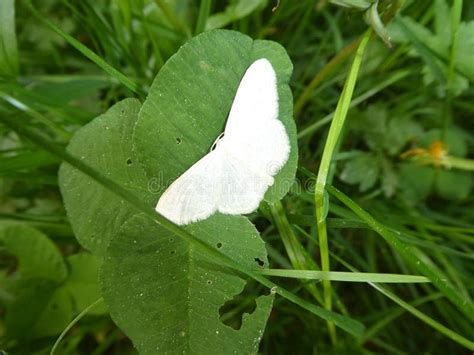 Small White Butterfly Moth Falter in the Forest Stock Photo - Image of ...