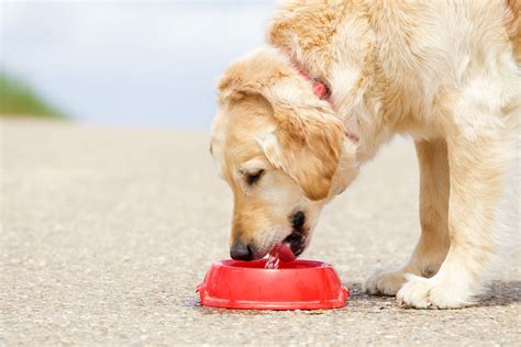 How Do Dogs Keep Cool In Hot Weather