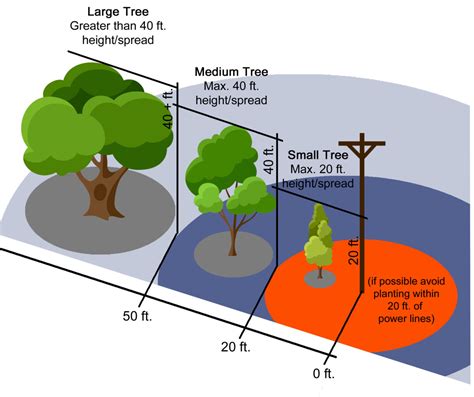 Power Lines And Planting Trees What You Need To Know Titan Tree Care