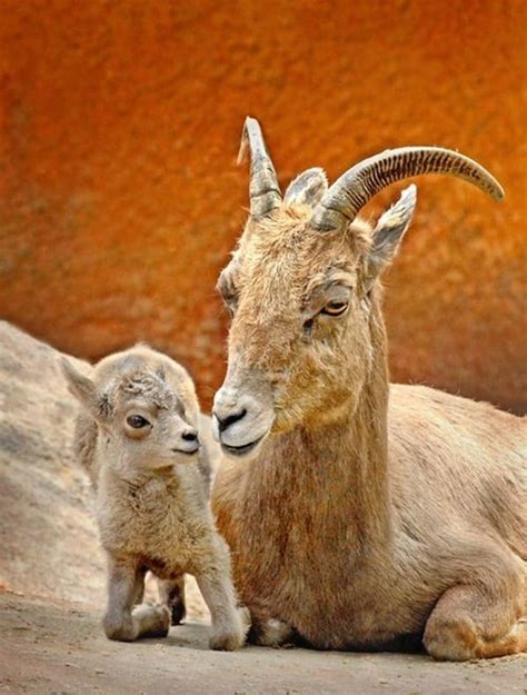 40 Beautiful Pictures of African Animals with Horns