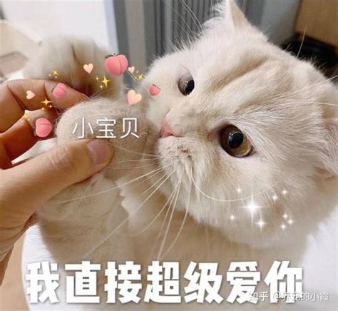 一旦猫咪对你做这几件事，说明它的心里只有你一个人 知乎