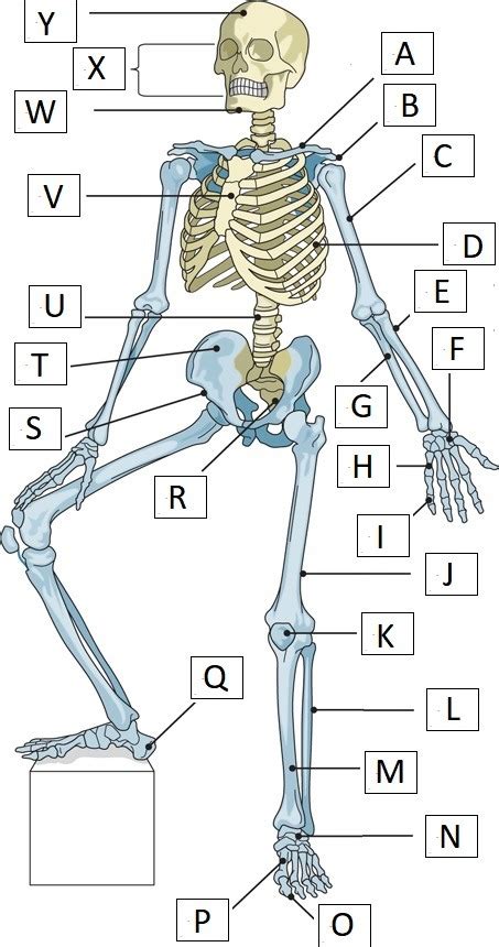 Chapter 7 The Skeletal System Bones Of The Skeleton Diagram Quizlet