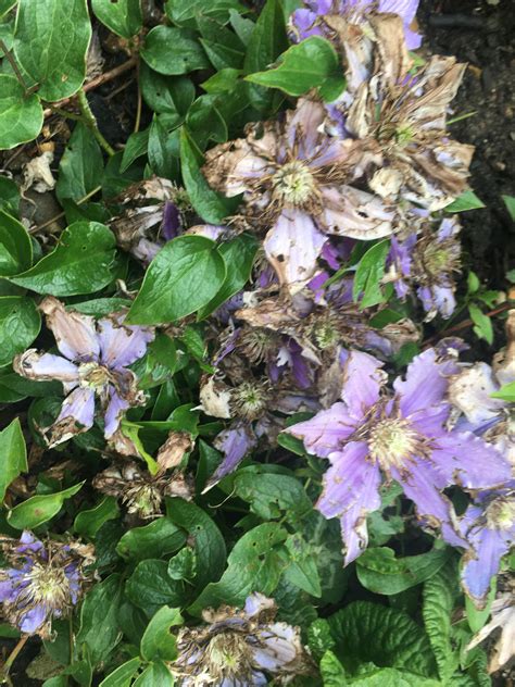 What Is Eating My Clematis Flowers at Alica Tjalkabota blog