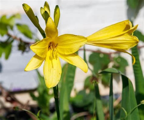 A Cheerful Celebration Of 15 Vibrant Yellow Perennial Flowers