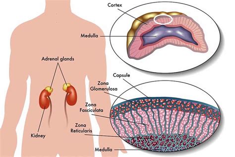 Adrenal Cancer Causes Signs Symptoms Diagnosis And Treatment