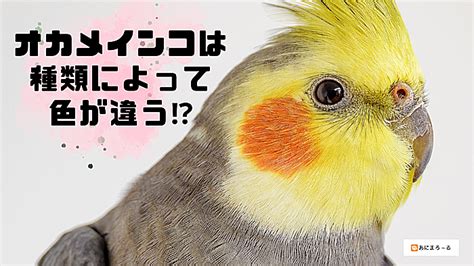 オカメインコは種類によって色が違う値段や飼う時のポイントも紹介 鳥の種類について知りたいならあにまろる