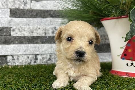 Axel Malti Poo Puppy 37CCEC Pawrade