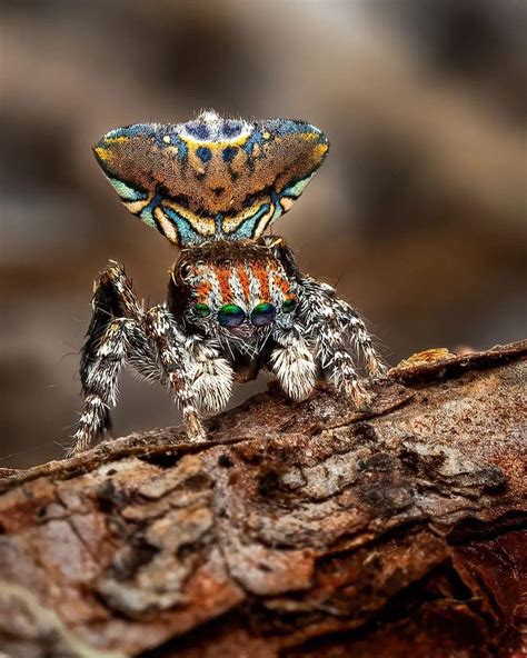 amazing nature  dazzling peacock spider maratus trigonus