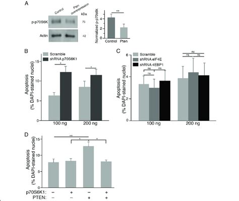 S6k1 Is Critical For The Survival Of 661w Cone Cells In Vitro A Download Scientific Diagram