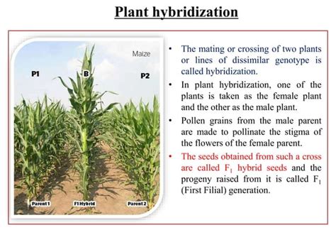 Plant Hybridization Aims Objectives And Types Of Hybridization