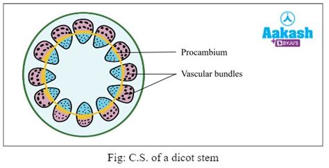 Meristematic Tissue In Biology Definition Types And Importance Aesl